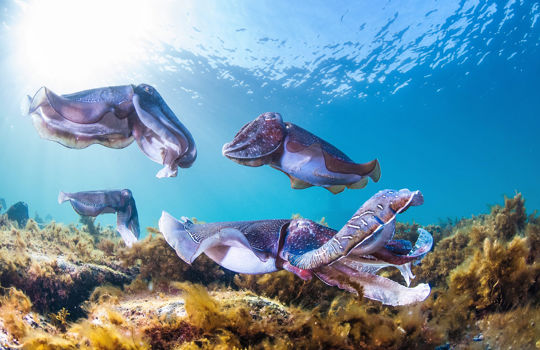 Eyre Peninsula