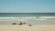 Kangaroo Island