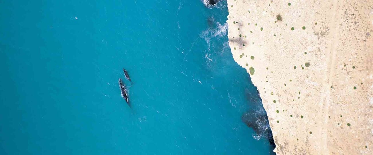Head of Bight, Eyre Peninsula